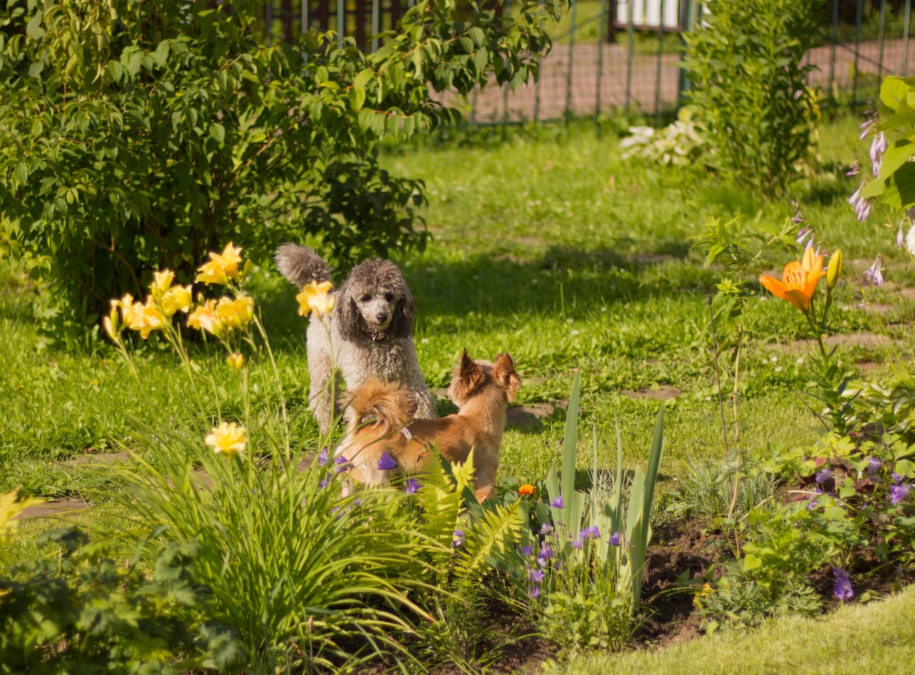 How to protect a vegetable garden from animals: All you need to know